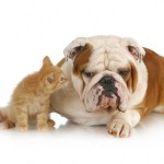 Pet Accident Treatments